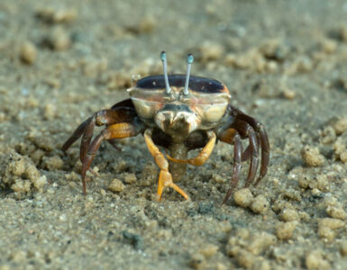 Le crabe violoniste inspire une nouvelle caméra amphibie