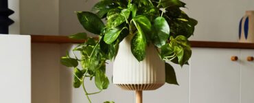 Neo P1 - Une super-plante pour purifier l'air de votre maison