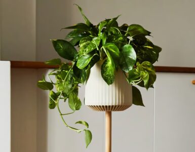 Neo P1 - Une super-plante pour purifier l'air de votre maison