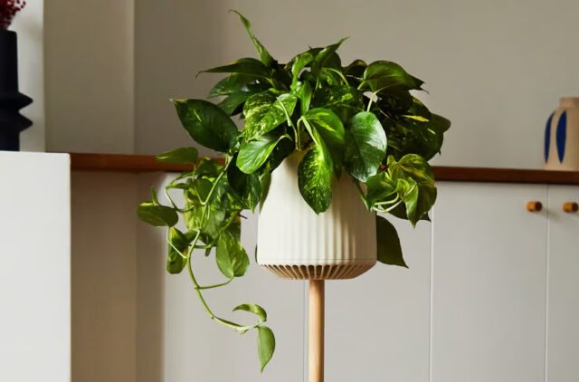 Neo P1 - Une super-plante pour purifier l'air de votre maison