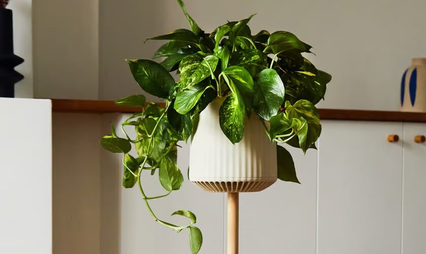 Neo P1 - Une super-plante pour purifier l'air de votre maison