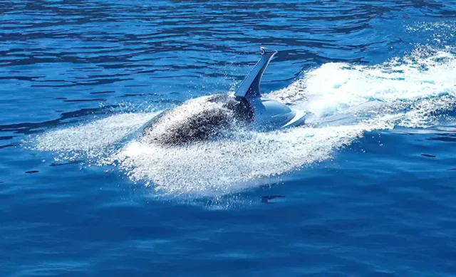 Jet Shark Submersible Watercraft pour des sensations fortes sur et sous l'eau
