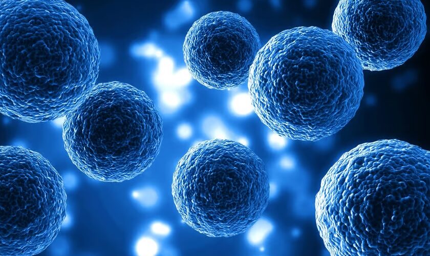 La thérapie par cellules souches régénère les cellules cardiaques endommagées et améliore leur fonction