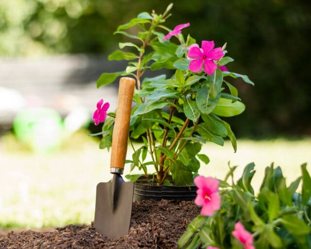 bienfaits du jardinage