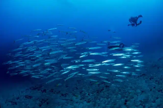 Ko Tao dans le golfe de Thaïlande