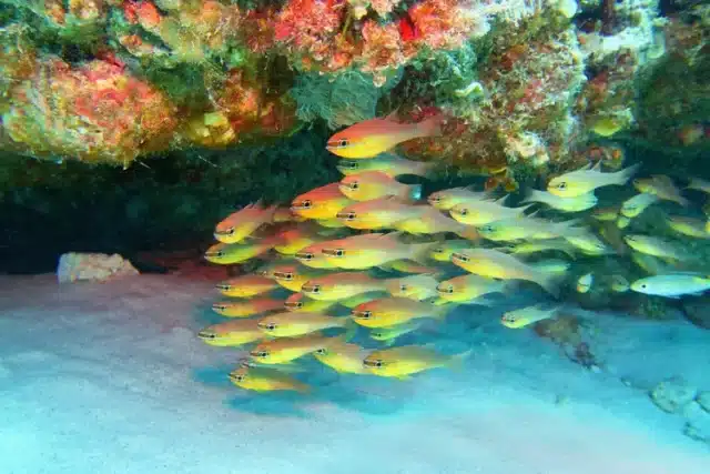 La très connue archipel des Seychelles