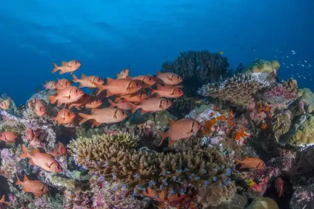 Le site océanien de Palau