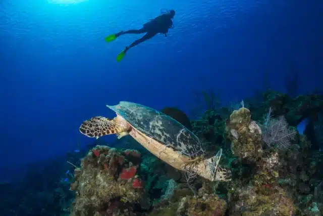 Les eaux claires et chaudes des îles Caïmans