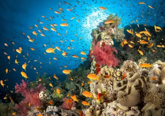 Les merveilles sous-marines de la Mer Rouge