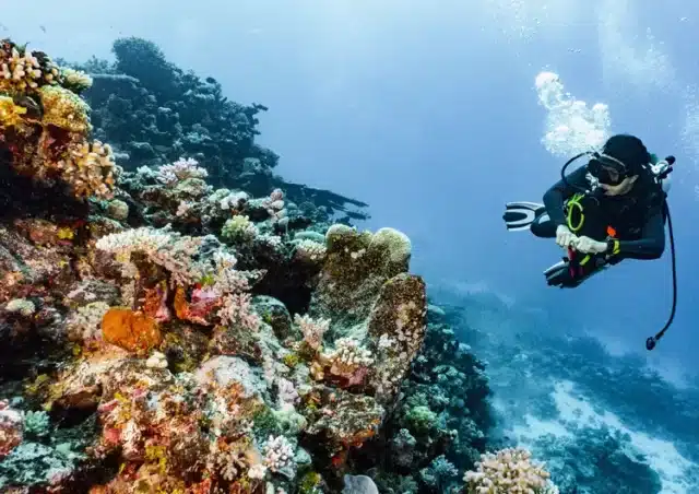 Plongée sous-marine à la Grande Barrière de Corail