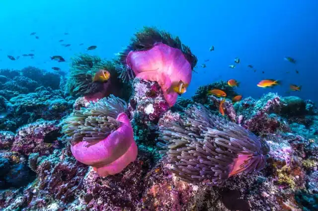 Plongée sous-marine aux Maldives