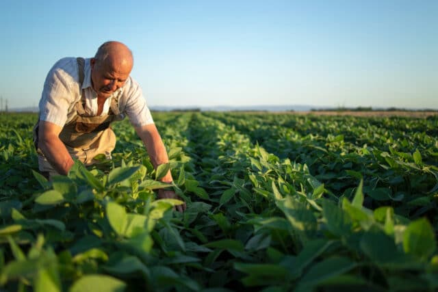 Une cellule solaire biodégradable pour révolutionner l'agriculture