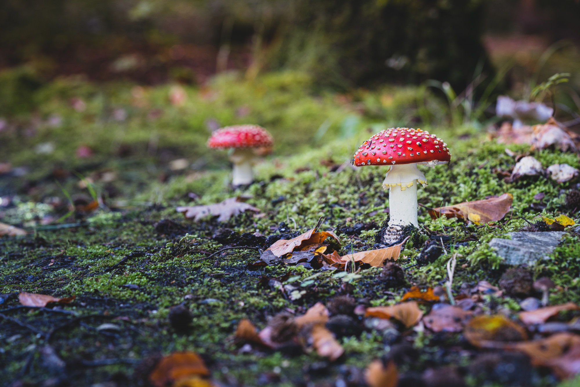 Les champignons parlent-ils Un scientifique affirme qu'ils communiquent avec jusqu'à 50 mots !